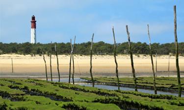 Cap ferret